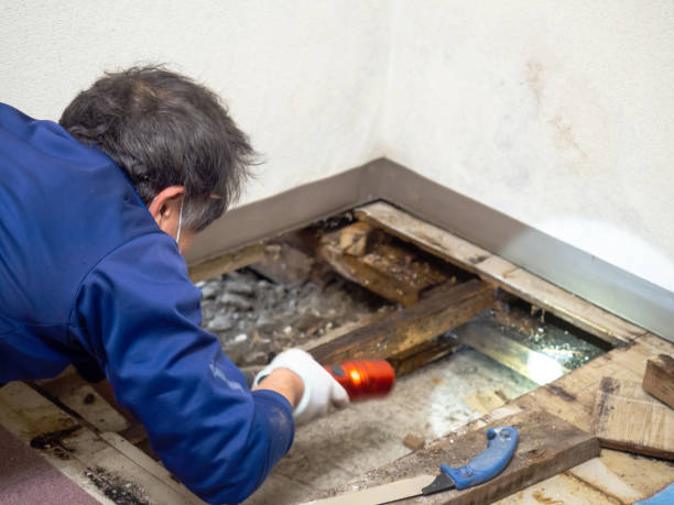 Best Residential Mold Removal  in Fairfield, OH