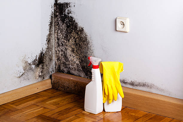 Best Attic Mold Removal  in Fairfield, OH